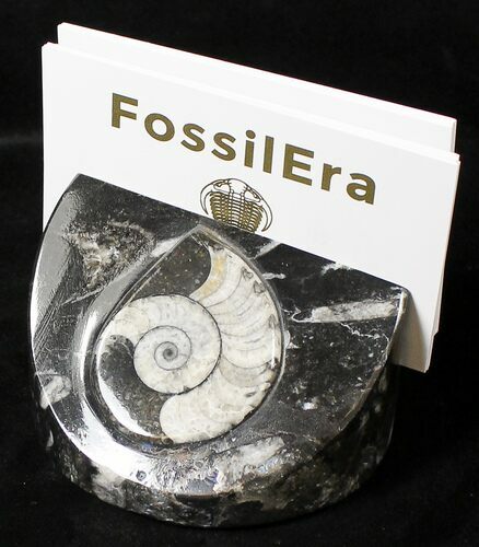 Goniatite & Orthoceras Fossil Card Holder #18272